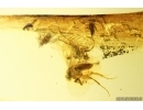 Rare scene Caddisfly Trichoptera with Eggs and More. Fossil inclusions Ukrainian Rovno amber #13403R