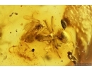 Ants Lasius schiefferdeckeri and More. Fossil inclusions Baltic amber #13406