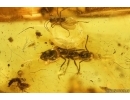 Ants Lasius schiefferdeckeri and More. Fossil inclusions Baltic amber #13406