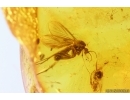 Ants Lasius schiefferdeckeri and More. Fossil inclusions Baltic amber #13406