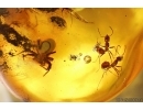 Two Nice Ants Formicidae Ctenobethylus goepperti and Spider Araneae. Fossil inclusions Ukrainian Rovno amber #13407R