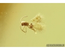 Rare Parasitic wasp Mymarommatidae and More. Fossil Inclusions Ukrainian Rovno amber #13411R