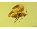 Rare Parasitic wasp Mymarommatidae and More. Fossil Inclusions Ukrainian Rovno amber #13411R