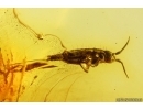 Nice Springtail Collembola. Fossil inclusion Baltic amber #13494