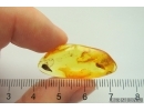 Two Nice Leaves. Fossil inclusions in Baltic amber #13496