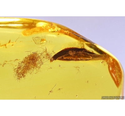 Nice Leaf and Stellate hairs. Fossil inclusions Baltic amber #13497