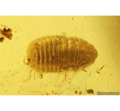 Nice Unknown Larva probably Aphid. Fossil inclusion Baltic amber #13511