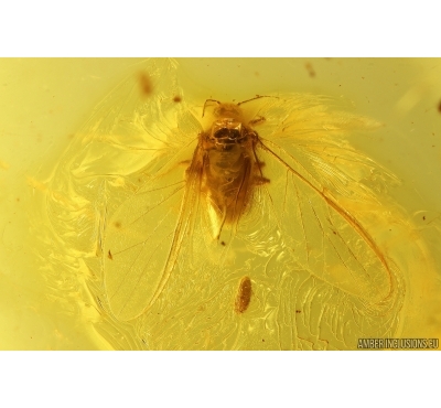 Winged Aphid Aphididae with Egg. Fossil insect Baltic amber #13512