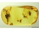 Ant, Beetle, Fly and Aphid. Fossil inclusions Baltic amber #13516