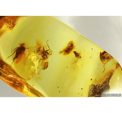 Ant, Beetle, Fly and Aphid. Fossil inclusions Baltic amber #13516