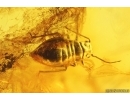 Ant, Beetle, Fly and Aphid. Fossil inclusions Baltic amber #13516