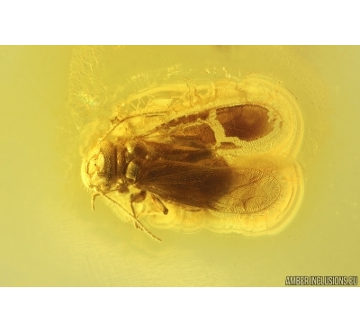 Nice Psocid Psocoptera. Fossil insect Baltic amber #13517