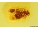 Nice Psocid Psocoptera. Fossil insect Baltic amber #13517