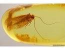 Nice Psocid Psocoptera. Fossil insect Baltic amber #13518