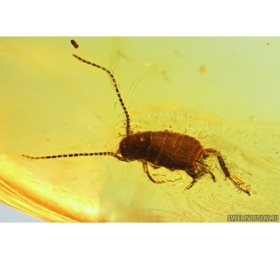 Cockroach Blattaria and More. Fossil inclusions Baltic amber #13528