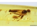 Dance fly Empidoidea. Fossil inclusion in Baltic amber #13532