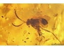 Rare Dipterans, rare Wasp and More. Fossil inclusions Baltic amber #13538