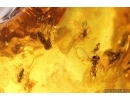 Rare Dipterans, rare Wasp and More. Fossil inclusions Baltic amber #13538