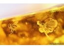 Rare Dipterans, rare Wasp and More. Fossil inclusions Baltic amber #13538