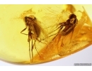 Nice Caddisfly Trichoptera & 2 Long-legged flies Dolichopodidae. Fossil inclusions Baltic amber #13539