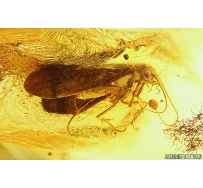 Nice Caddisfly Trichoptera & 2 Long-legged flies Dolichopodidae. Fossil inclusions Baltic amber #13539