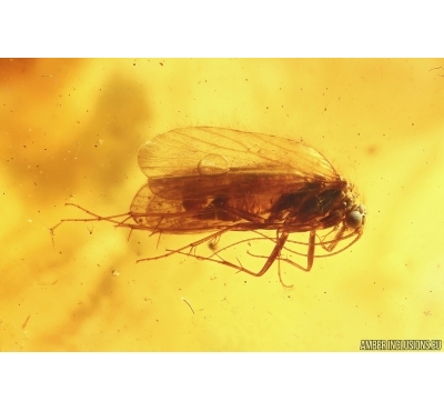 Nice Caddisfly Trichoptera. Fossil insect Baltic amber #13540