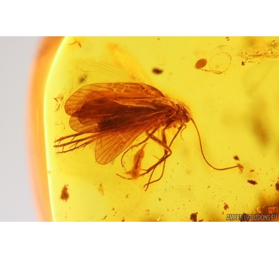 Nice Caddisfly Trichoptera. Fossil insect Baltic amber #13541