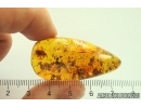 Nice Caddisfly Trichoptera. Fossil insect Baltic amber #13541