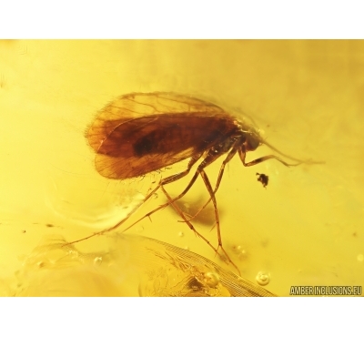 Nice Caddisfly Trichoptera. Fossil insect Baltic amber #13542