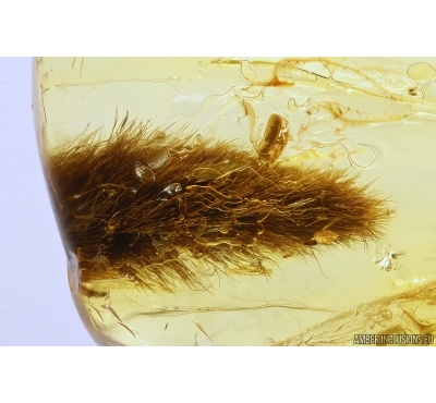 Nice Leaf and Collembola Springtail. Fossil inclusions Baltic amber #13543