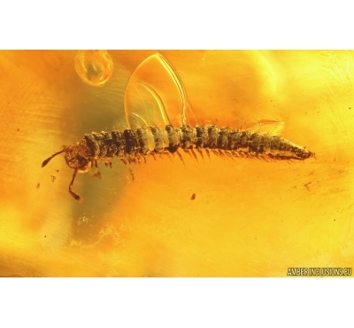 Millipede Diplopoda. Fossil inclusion Baltic amber #13545