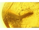 Millipede Diplopoda and More. Fossil inclusions Baltic amber #13546