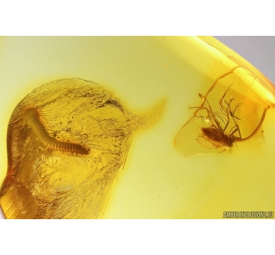 Millipede Diplopoda and More. Fossil inclusions Baltic amber #13546