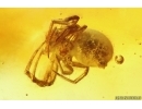 Spider and Leaf. Fossil inclusions in Baltic amber #13547