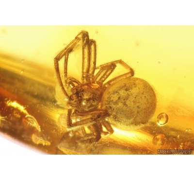 Spider and Leaf. Fossil inclusions in Baltic amber #13547