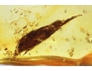 Spider and Leaf. Fossil inclusions in Baltic amber #13547