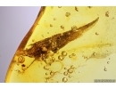 Spider and Leaf. Fossil inclusions in Baltic amber #13547