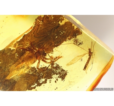 Spider and Crane fly Limoniidae. Fossil inclusions Baltic amber #13548