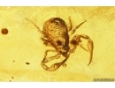 Pseudoscorpion. Fossil inclusion in Baltic amber stone #13550