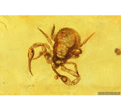 Pseudoscorpion. Fossil inclusion in Baltic amber stone #13550