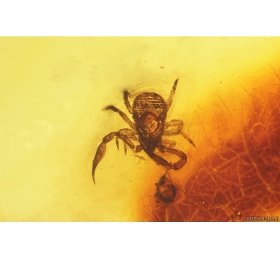 Pseudoscorpion wit Mite Acari and More. Fossil inclusions Baltic amber stone #13551