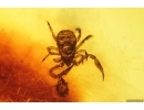 Pseudoscorpion wit Mite Acari and More. Fossil inclusions Baltic amber stone #13551