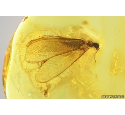 Very Nice Termite Isoptera. Fossil inclusion in Baltic amber #13552