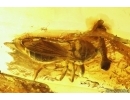 Extremely rare Stalk-eyed fly Diopsidae. Fossil insect in Baltic amber #13553