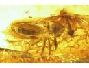 Extremely rare Stalk-eyed fly Diopsidae. Fossil insect in Baltic amber #13553