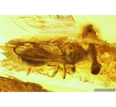 Extremely rare Stalk-eyed fly Diopsidae. Fossil insect in Baltic amber #13553