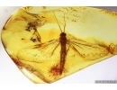 Very Nice Big 25mm Mayfly Ephemeroptera Metretopodidae Siphloplecton. Fossil insect Baltic amber stone #13558