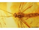 Very Nice Big 25mm Mayfly Ephemeroptera Metretopodidae Siphloplecton. Fossil insect Baltic amber stone #13558