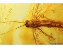 Very Nice Big 25mm Mayfly Ephemeroptera Metretopodidae Siphloplecton. Fossil insect Baltic amber stone #13558