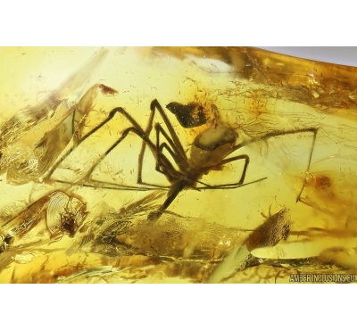 Nice Spider Araneae and Planthopper nymph. Fossil inclusions Ukrainian Rovno amber #13559R